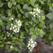 Marjoram Gold Tipped